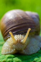 Large snail close-up. Macro photography