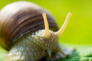 Large snail close-up. Macro photography