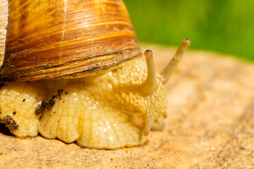Large snail close-up. Macro photography