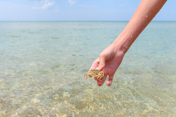 Small caught sand crab in a child's hand against the background of the sea. Selective focus on crab