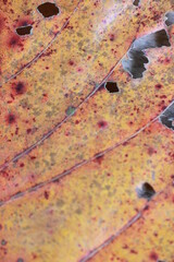 Red and yellow tropical leafs for back ground