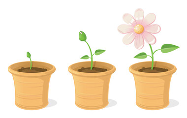 Vector illustration showing the growth cycle of a potted flower, from seedling to bloom