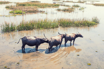 Water buffalo, Thale Noi, Phatthalung, Thailand