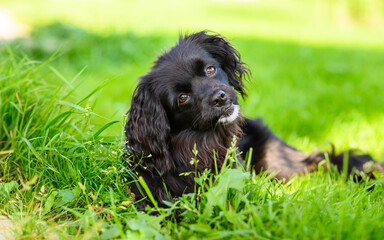 A funny dog ​​with a bowed head looks attentively at the camera and listens to commands.