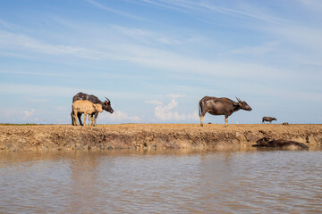 Fototapeta na wymiar Water buffalo, Thale Noi, Phatthalung, Thailand