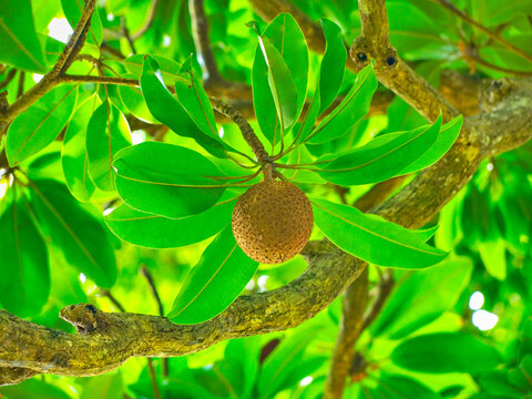 Wild mamey fruit (Mammea americana)  in its natural environment on a tropical island (Caribbean islands).