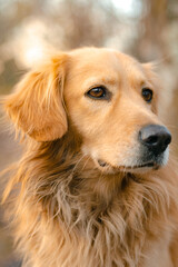 a golden dog portrait at sunset