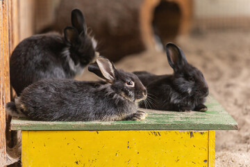Portrait of a group of dwarf rabbits in different colors in an enclosure