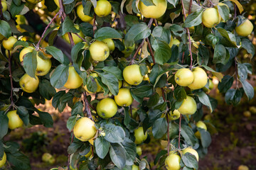 Many ripe yellow apples on the tree in the garden. Harvest apples.
