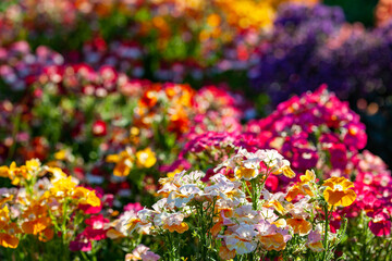 Obraz premium Bright summer flowers of nemesia on a very bright multi-colored floral background. Colorful floral background