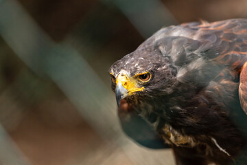 Close-up of a buzzard in captivity