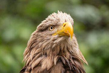 Portrait of a white tailed eagle