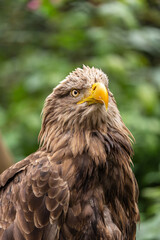 Portrait of a white tailed eagle