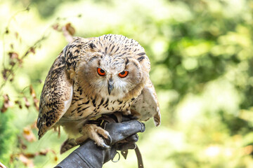 Portrait of a siberian eagle owl, siberian Uhu