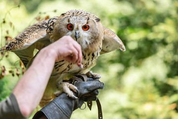 Portrait of a siberian eagle owl, siberian Uhu