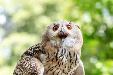 Portrait of a siberian eagle owl, siberian Uhu