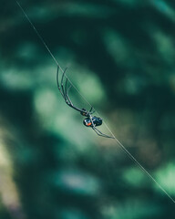 spider on the web
