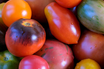 Ripe sweet small tomatoes