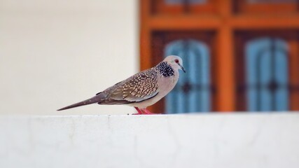 Spotted dove or Spilopelia chinensis bird sitting on wall with white background