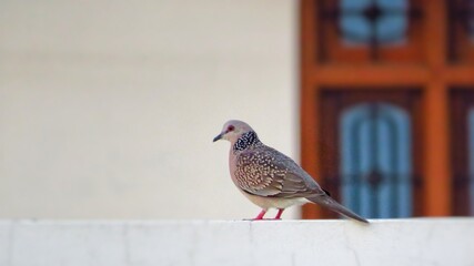 Spotted dove or Spilopelia chinensis bird sitting on wall with white background