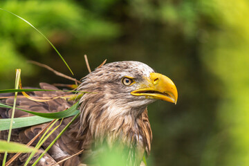 Portrait of a white tailed eagle