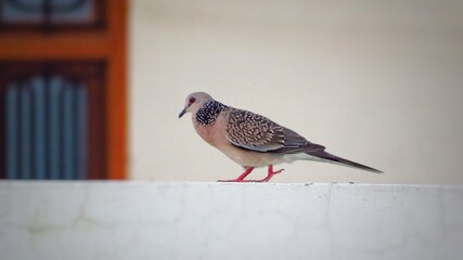 Spotted dove or Spilopelia chinensis bird sitting on wall with white background