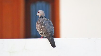 Spotted dove or Spilopelia chinensis bird sitting on wall with white background