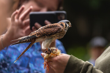 A common kestrel eating a chick on a human hand during a bird show at a falconry