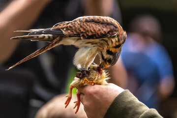 A common kestrel eating a chick on a human hand during a bird show at a falconry