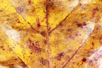 Red and yellow tropical leafs for back ground