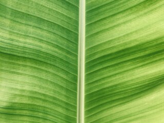 Close-up of banana tree leaves.  Natural green banana leaf.