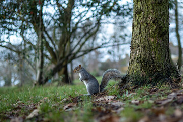 funny cute squirrel in the nature