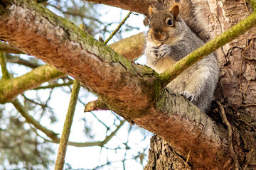 funny cute squirrel in the nature