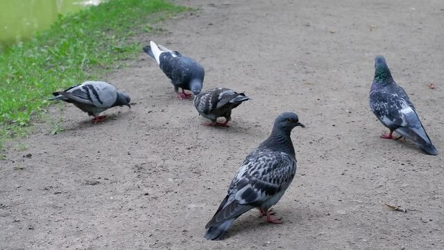 Pigeons walk on the ground in search of food. Birds. Animals.