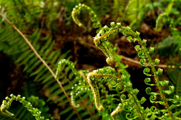 close up of fern leaf