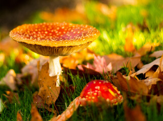 red fly agaric
