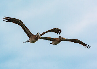 Pelícano pardo (Pelecanus occidentalis)