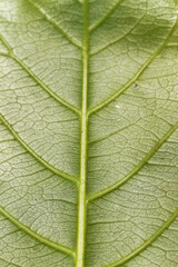 Red and yellow tropical leafs