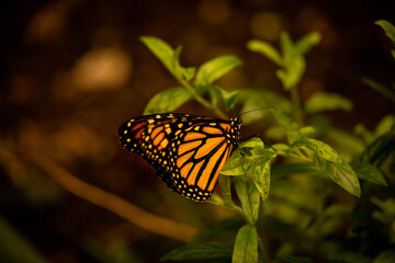 monarch butterfly on a leaf