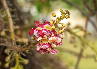 Cannonball Flowers.