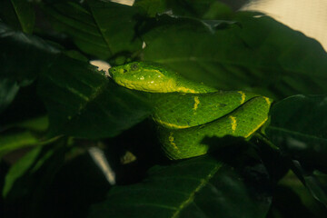 green vine snake on a branck