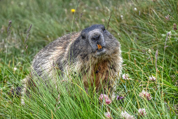 Babymurmeltier

Murmeltier, Murmeltiere, Babymurmeltier, Murmeltierbabys, Murmeltierbaby, Jungtier,...
