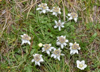Edelweiß, Blume, Hochgebirge, Leontopodium nivale, Korbblütler, Alpen-Edelweiß, Alpenedelweiß,...