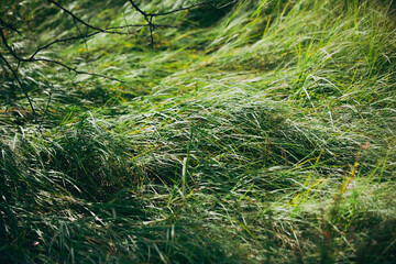 grass in the forest