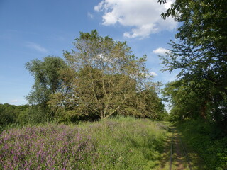 KODAK Digital Still Camera