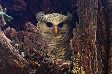 spot bellied eagle owl juvenile keeping a watch