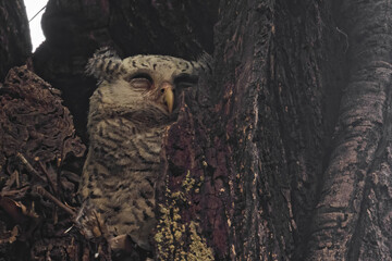 spot bellied eagle owl juvenile resting