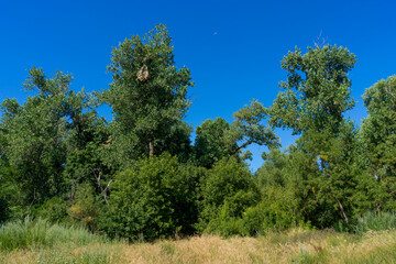 American River, Sacramento, California