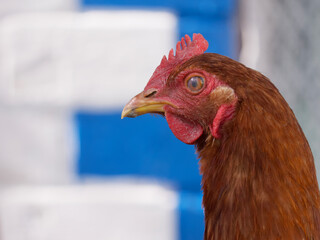 Chicken portrait side view, close-up. Portrait of a beautiful chicken with a comb on a blurred background. Copy space for text.