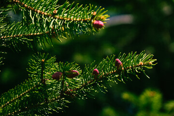 Pine Tips on Spruce Tree